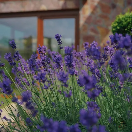 Wooden Valley Feriehus Zlatibor