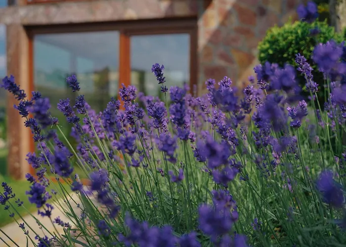 Wooden Valley Case de vacanță Zlatibor